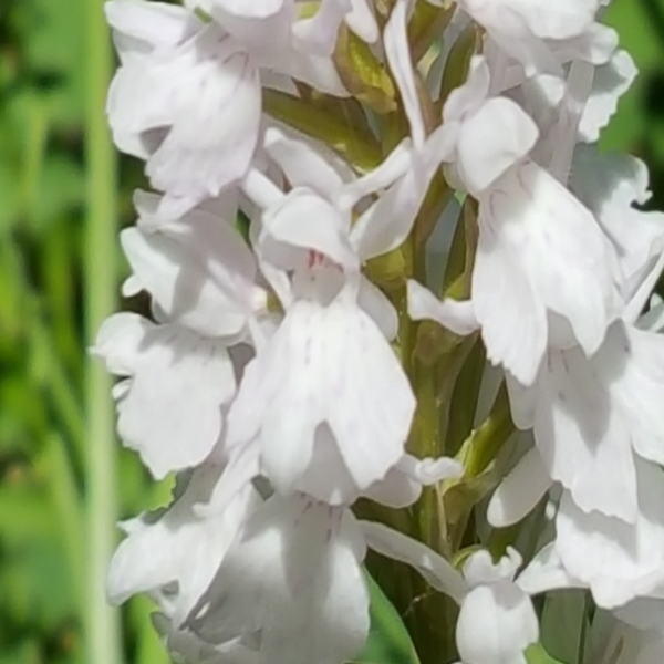 Dactylhoriza fuchsii hypochrome